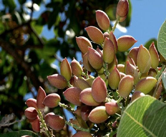 Which climate is better for producing pistachio?