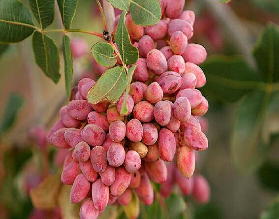 How long does it take to grow pistachios?